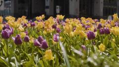 tulips