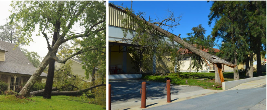 Two side by side images showing trees that are falling into houses