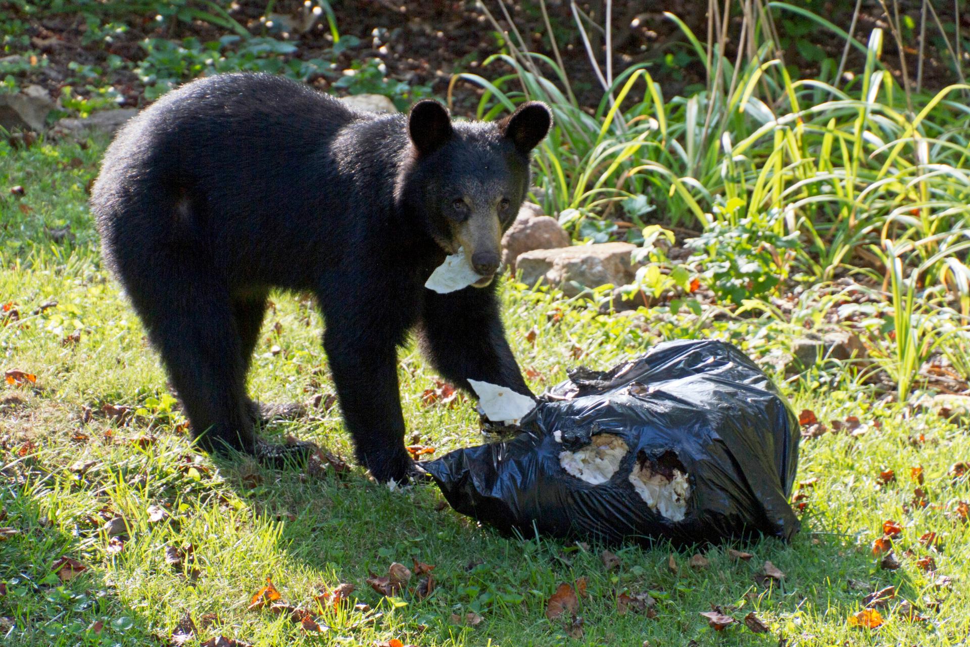Bear with open garbage bag
