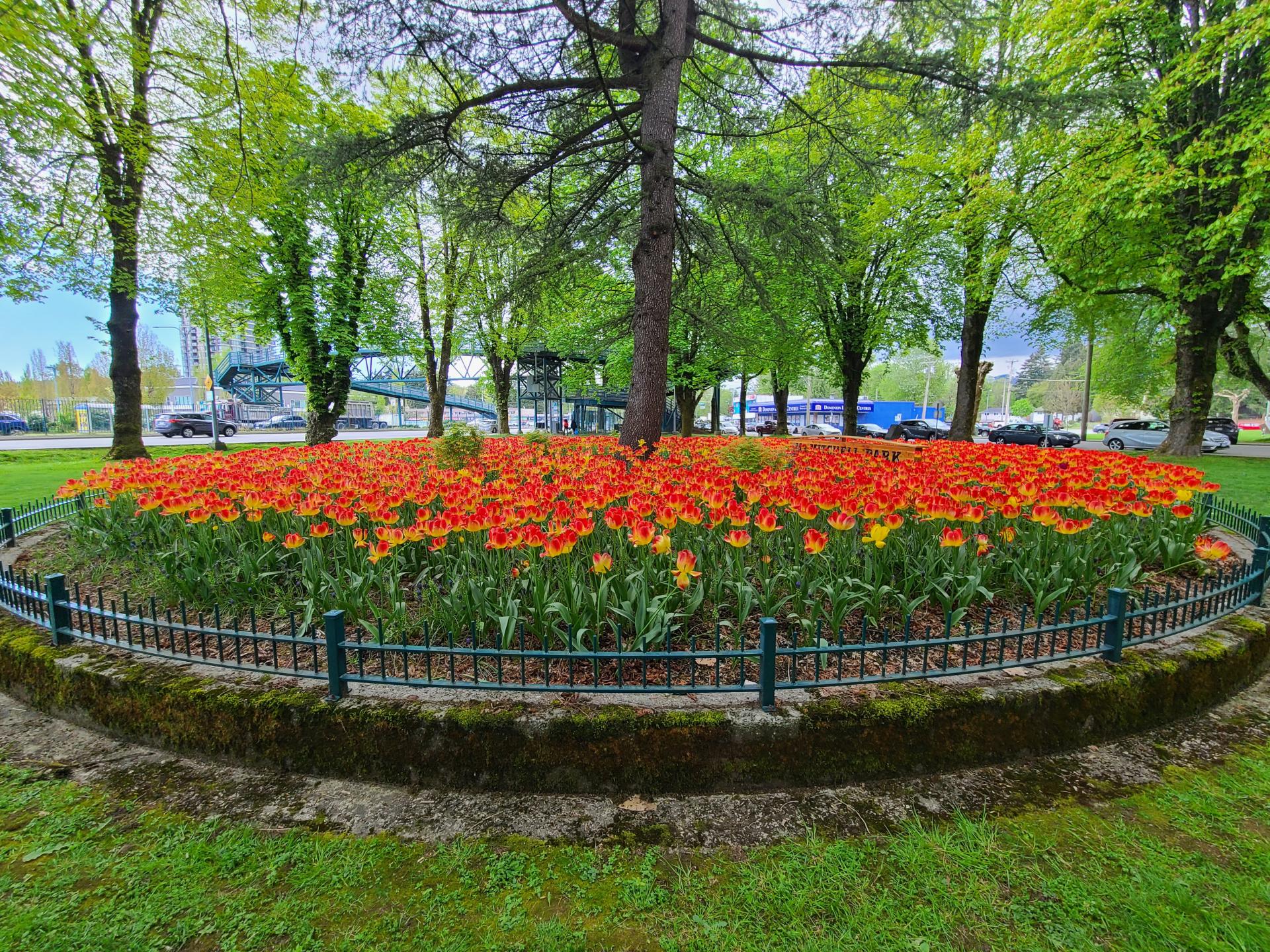 Tulips at McMitchell Park