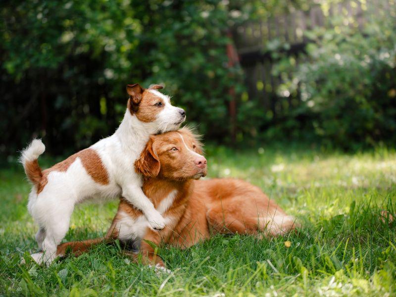 Two dogs in the grass