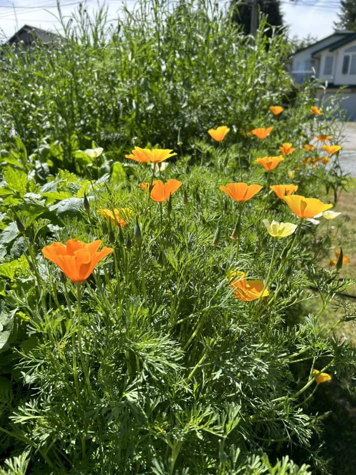 yellow flowers