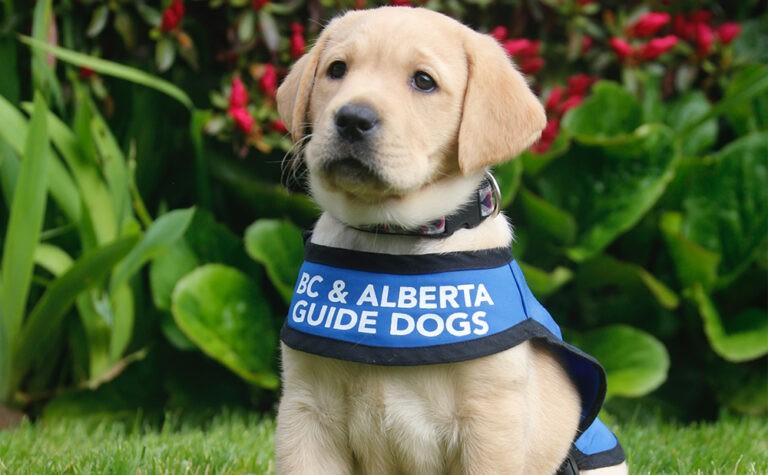 puppy lab guide dog wearing BC & Alberta Guide Dogs vest
