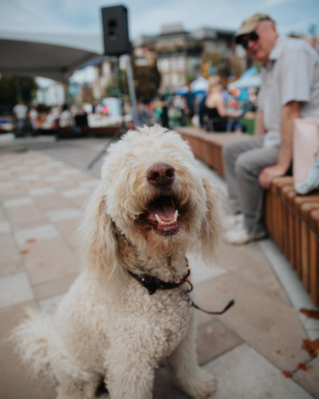 dog in Veterans Park