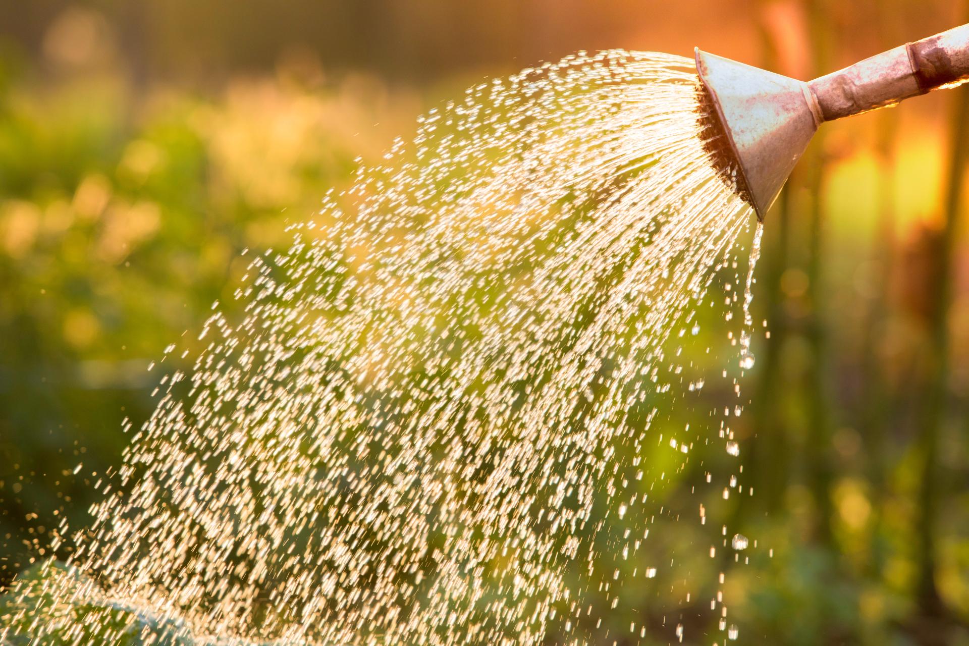 watering can watering in sun